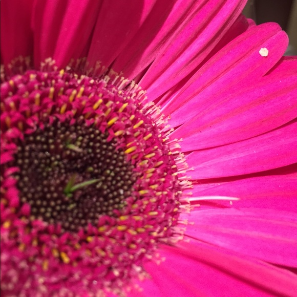 Meet your Posher, Isabel - Picture 1 of 1